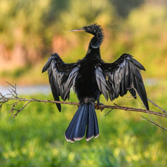 Shopper - Picture 1 of 1